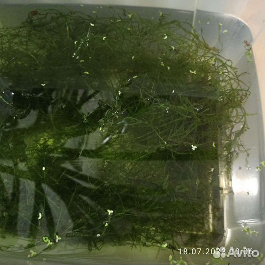 Аквариумные растения прополка, мох
