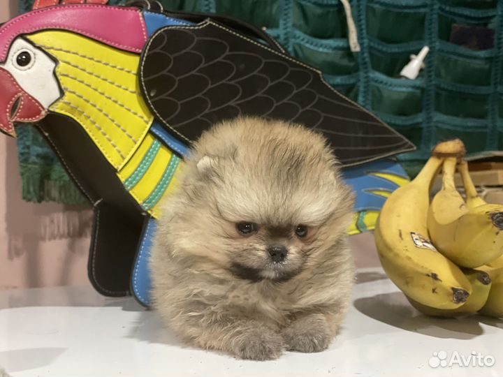 Рыжая девочка помераночка