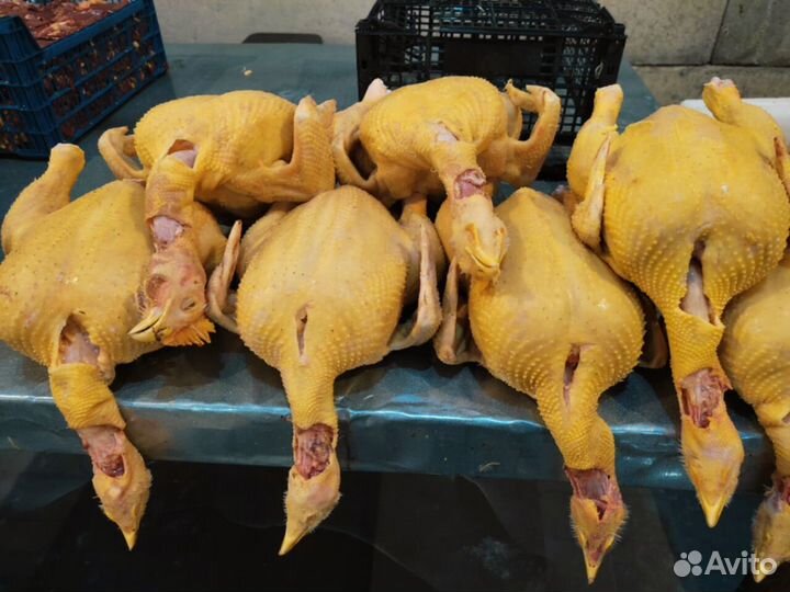 Куры халяльКуры халяль свежие