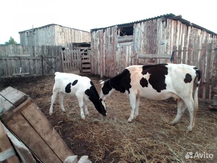 Продам коров на подсосе с телятами и двух телок