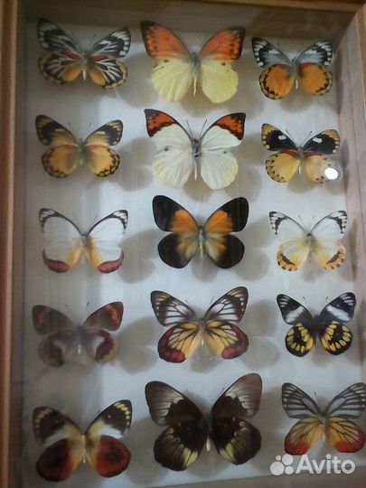 Бабочка птицекрыл Приам