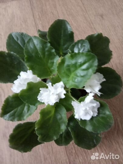 Сортовые фиалки, махровая глоксиния