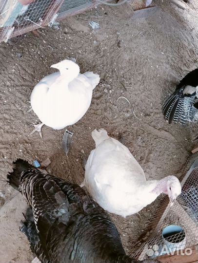 Яйца Индюков на инкубацию