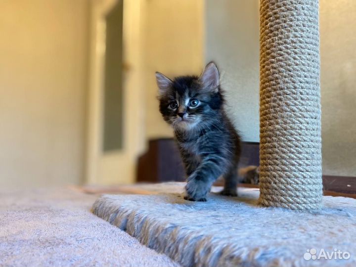 Кошка милашка