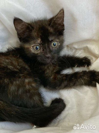 Котёнок - Черепашка