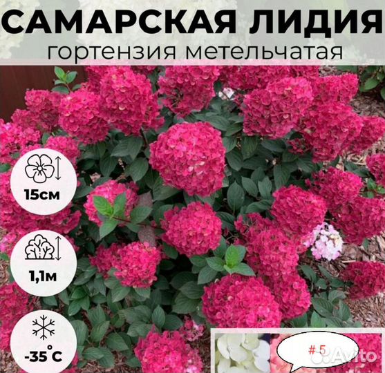 Гортензия саженцы