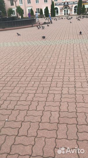 Тараканы заблудные