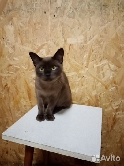 Котята европейской бурмы