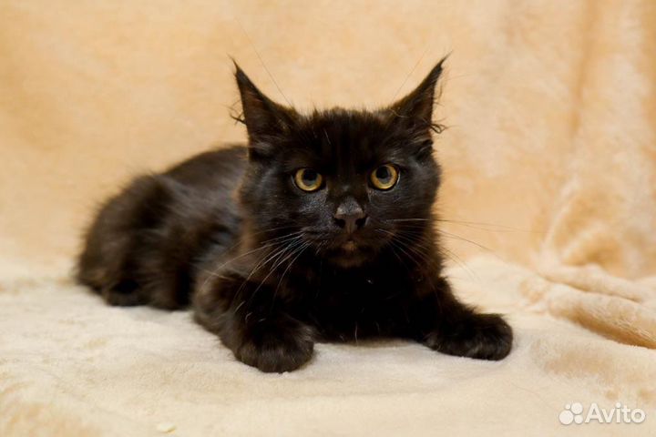 Котята в добрые руки бесплатно