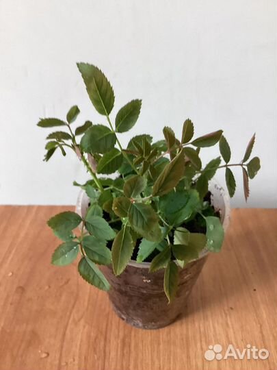 Роза садовая плетущая