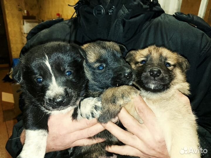 Щенки без породы