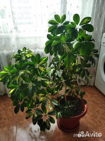 Комнатные цветы