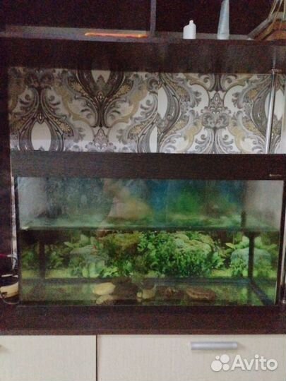 Аквариум