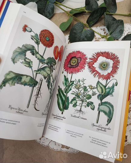 Книга репродукций гравюр 1613 г. Ботаника