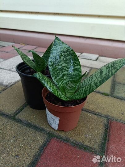 Комнатные цветы