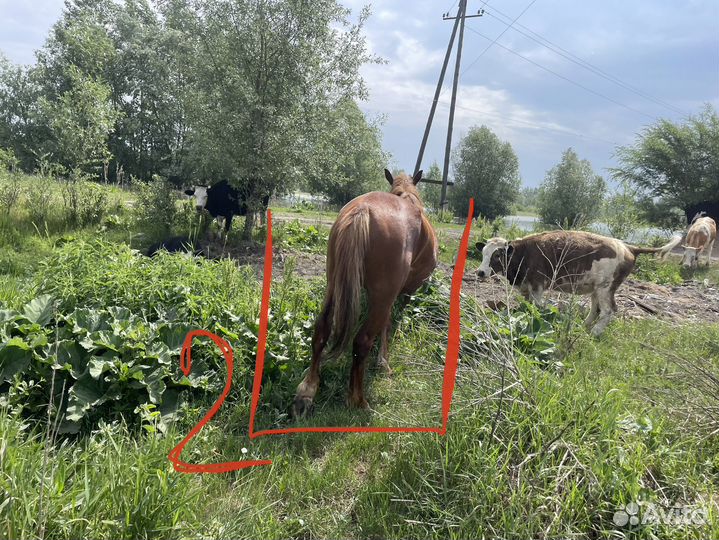 Кобылы с жеребенком