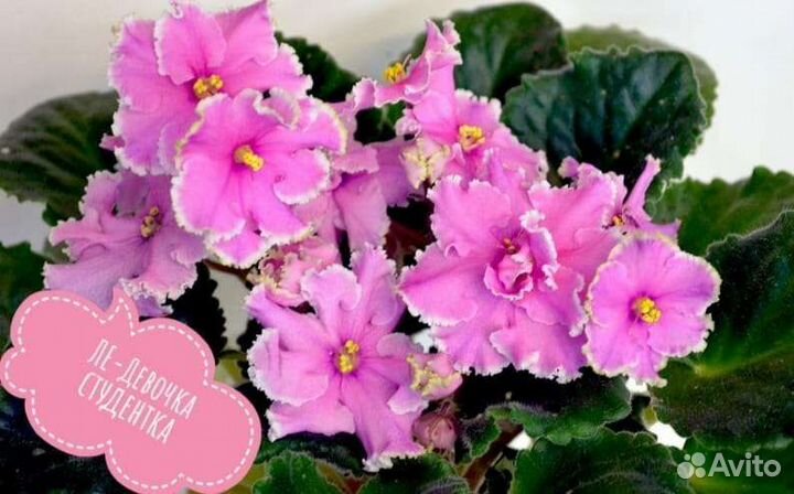 Фиалки детки