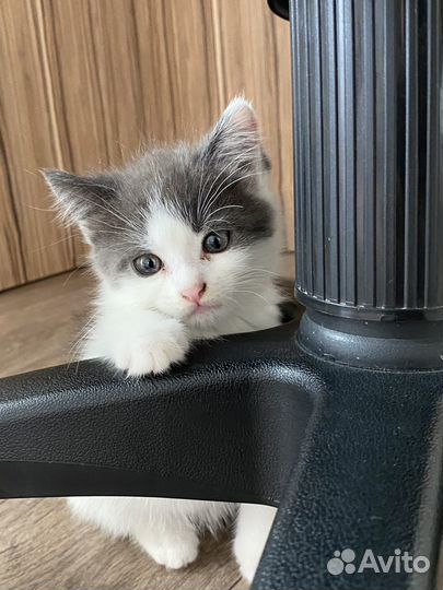 Котята в добрые руки бесплатно