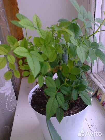 Роза Кордана