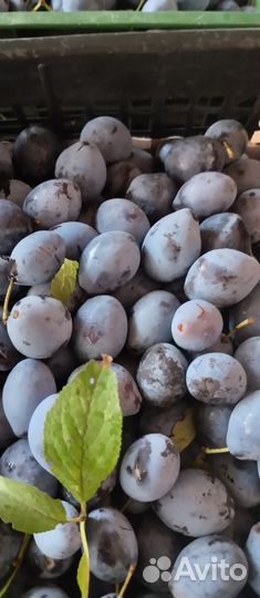 Слива чернослив