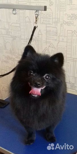 Стрижка собак и кошек