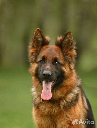 Дрессировка собак