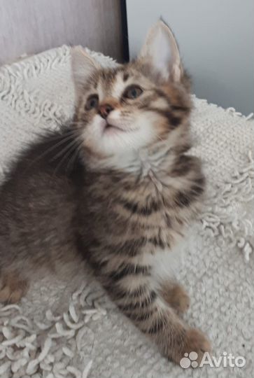 Котенок