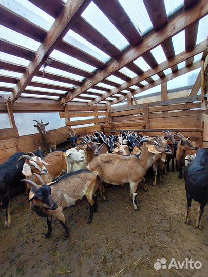 Козы и козлята