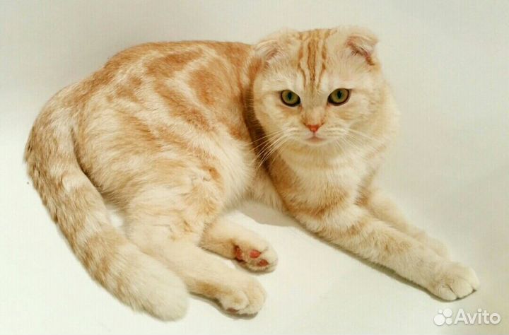 Вязка с котом вислоухим шотландцем за котенка