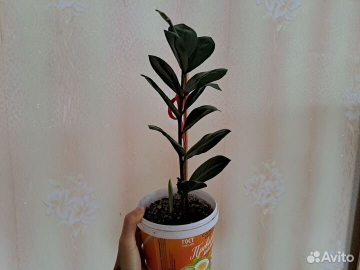 Замиокулькас