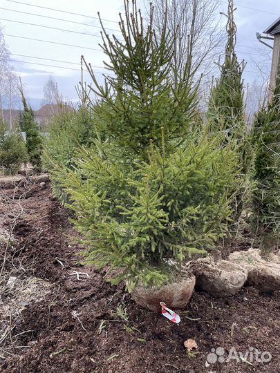 Ель extra до 5 метров