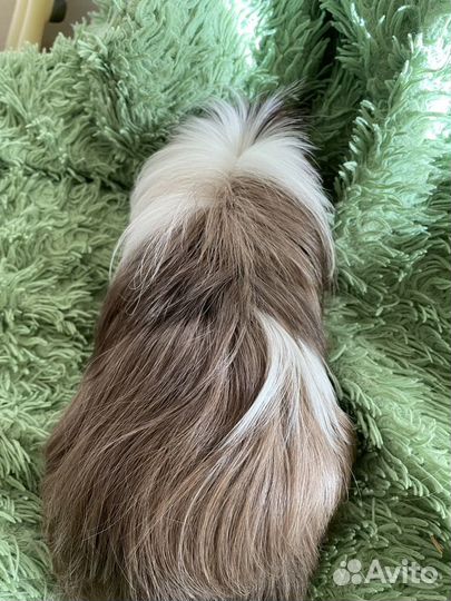 Морские свинки породы Каронет