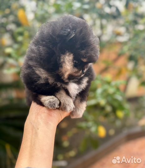 Померанский шпиц девочка