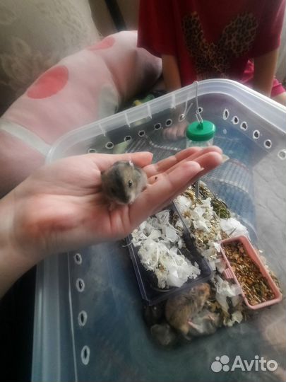 Джунгарские хомячки