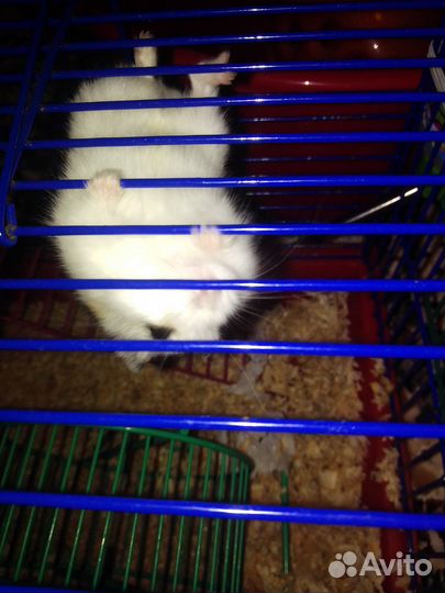 Джунгарский хомяк с клеткой