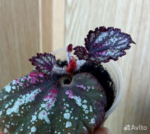 Комнатные цветы