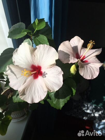 Гибискус сортовой (белый цвет)