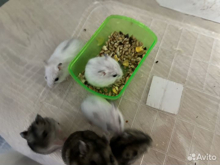 Джунгарский хомяк
