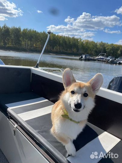 Услуги кинолога