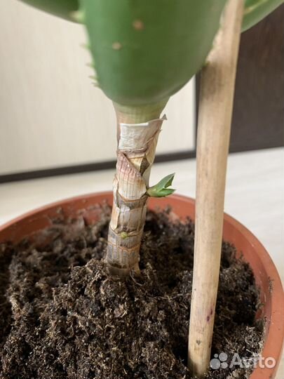 Алоэ вера комнатное растение