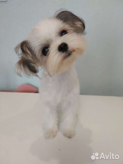 Мальтипу мальчик мини