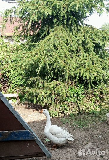 Семья гусей