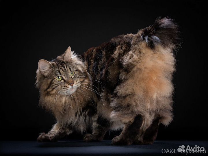 Котята курильский бобтейл (питомник)