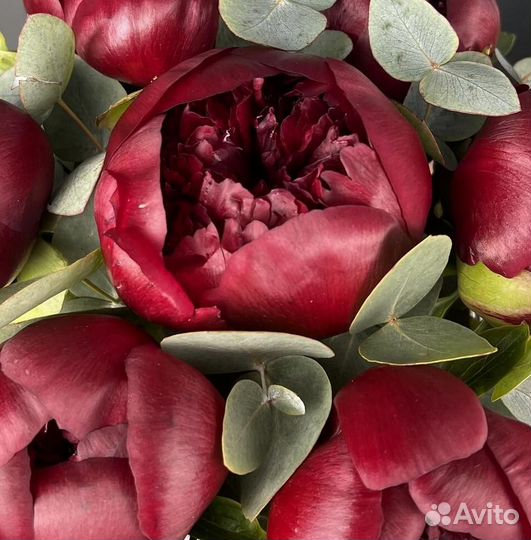 Пионов букет