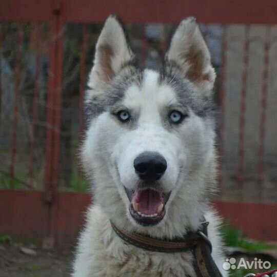 Собаки бесплатно хаски