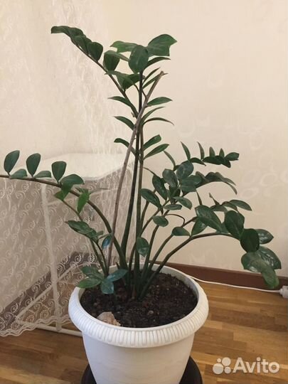 Замиокулькас (долларовое дерево)