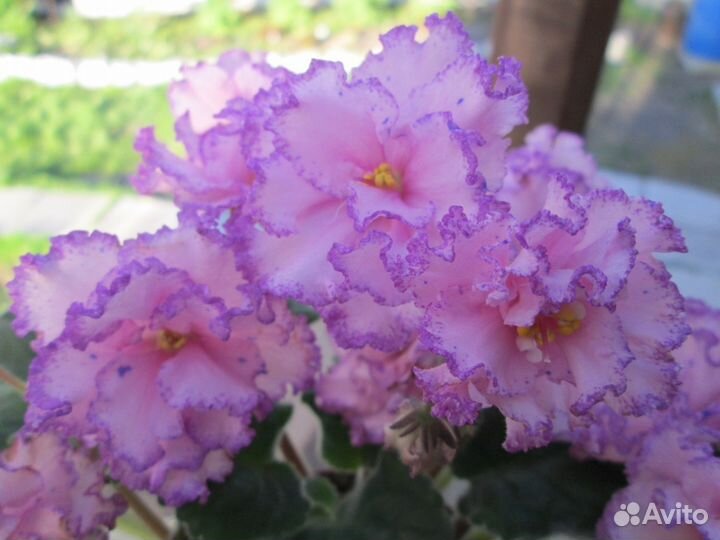 Фиалки детки, стартеры