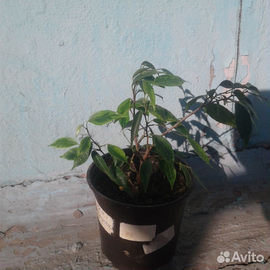Фикус бенджамина