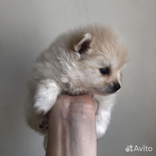 Померанский шпиц мини