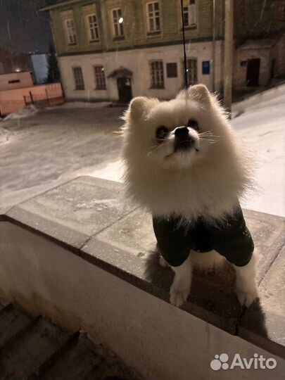 Шпиц